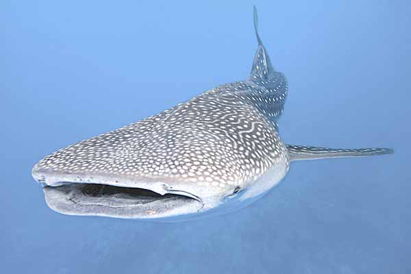 Whale Shark (Alpha Predator)