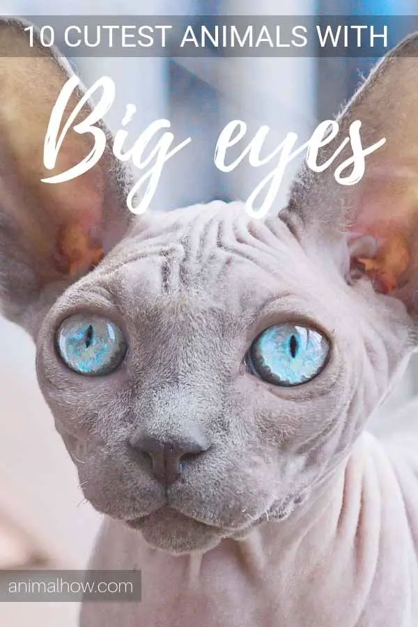 Weird cat with big cute eyes