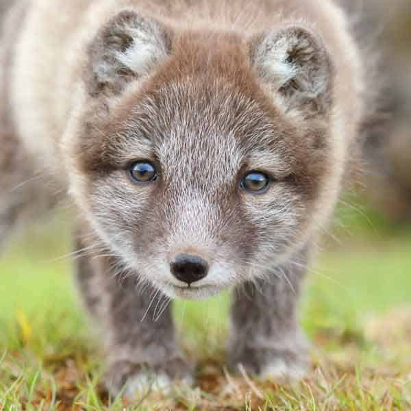 Baby snow fox