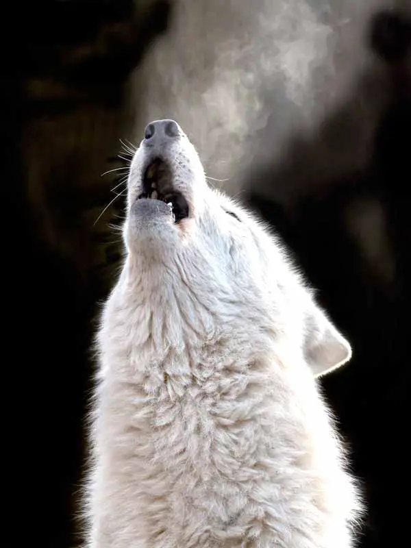 Wolf hauling at the sky at night with big teeth