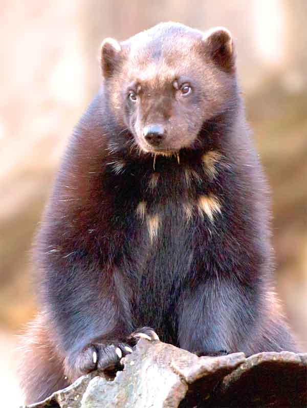 Wolverine animal standing up in Arctic tundra