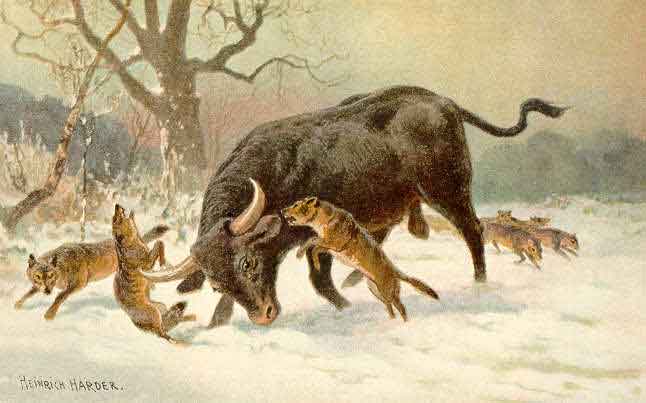 Aurochs cattle (now extinct)