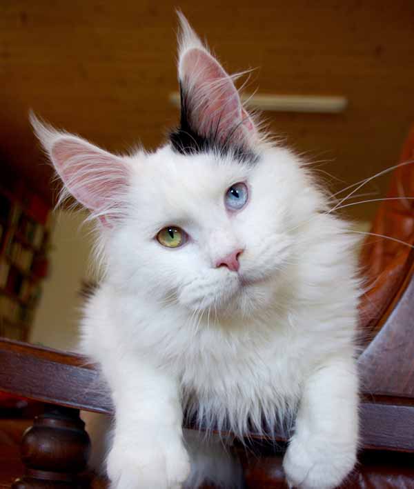 cat with yellow and blue eyes