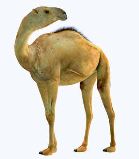 Camelops 