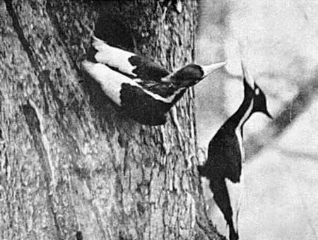 Ivory-Billed Woodpeckers