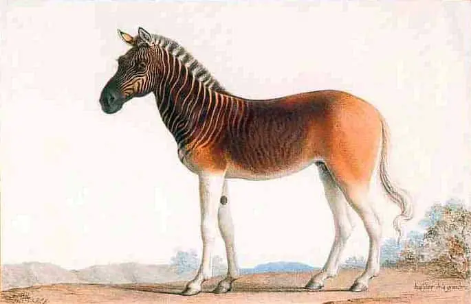 Quagga zebra looked like a horse
