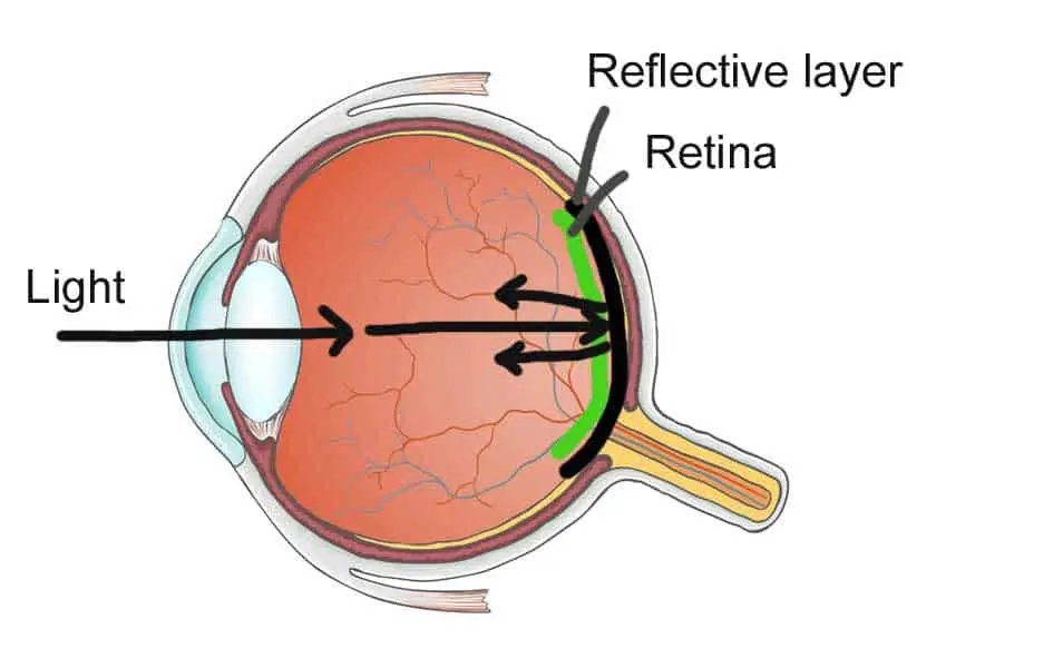 Tapetum lucidum Explained (animal eyes that reflect light)