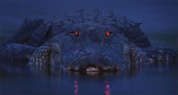 Alligator with red glowing eyes at night in state park
