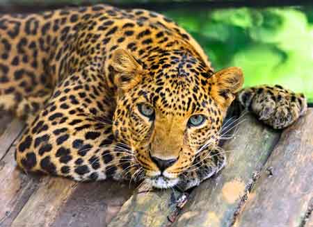 Amur Leopard