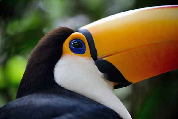 Bird with blue eyes