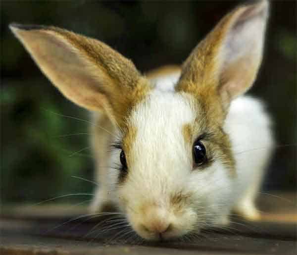 Rabbit with dark black eyes