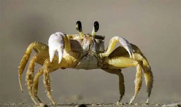 Black-eyed crab