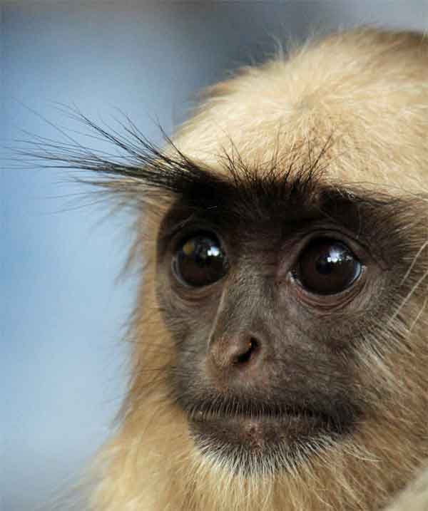 Monkey with really dark eyes