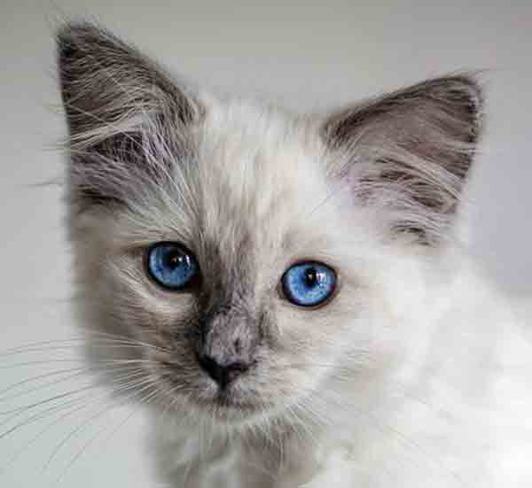 Domestic cat with deep blue eyes