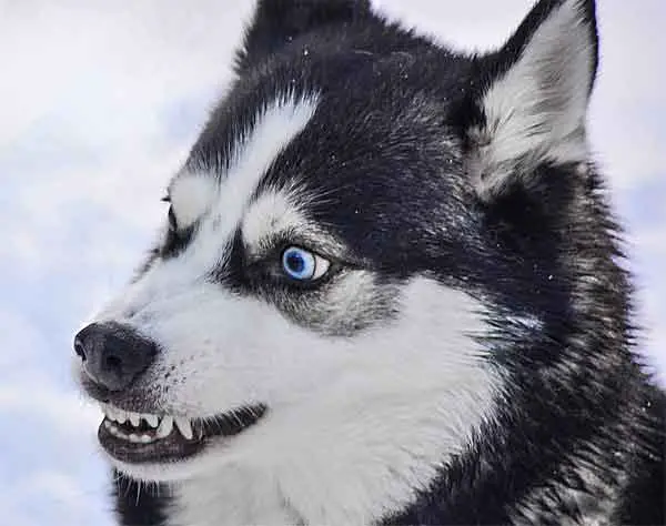 Wolf with blue eyes