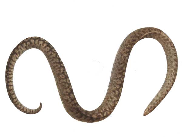 Round Island burrowing boa