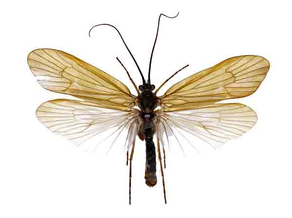 Caddisflies (Extinct)