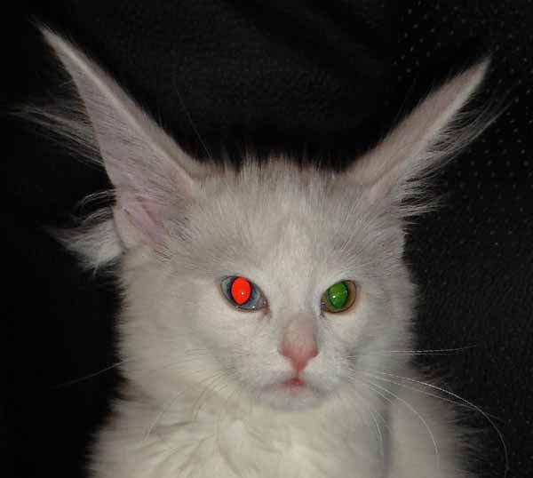 31 Night Animals With Glowing Eyes: Red, Yellow etc. (with images