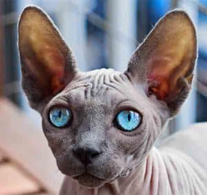 32 Animals With Amazing Eye Colors (red, Yellow, Green, Blue Etc 