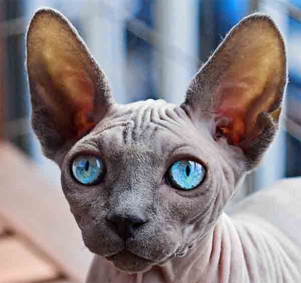 Cat with blue eyes