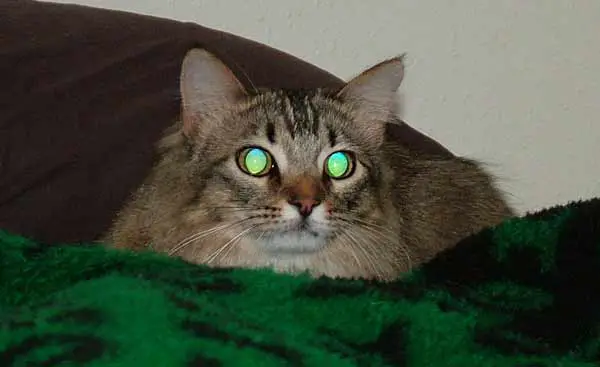 Cat with green eyes in the dark