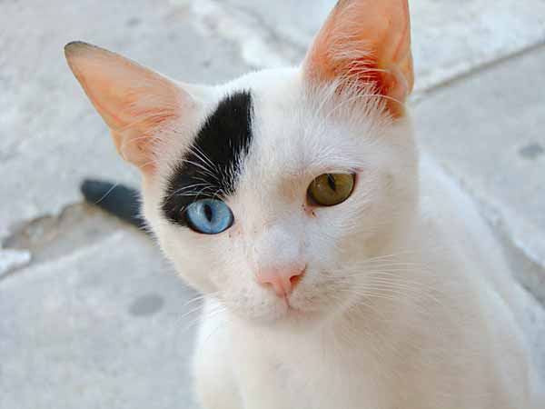 White cat with 2 eye colors