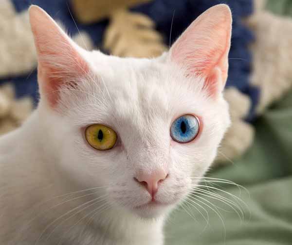 Domestic cat with two different eye colors