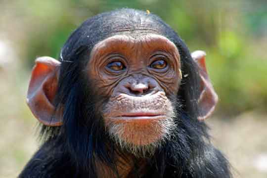 Chimpanzee