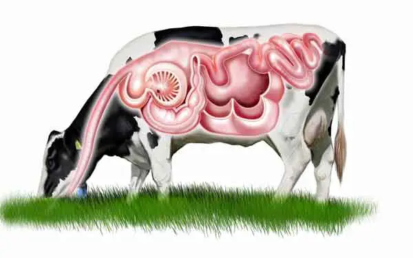 Cow with four stomach digestion system