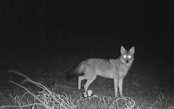 Coyote with shining white eyes at night