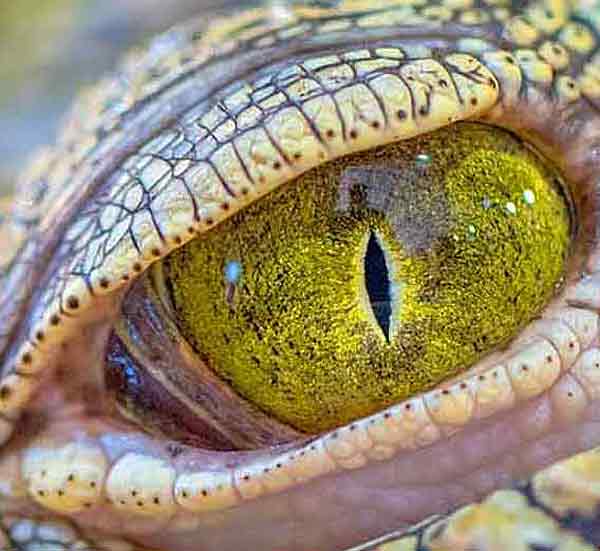 Crocodile with yellow eyes