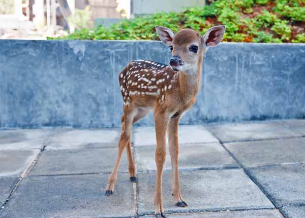 Deers have 4 compartments in their stomachs