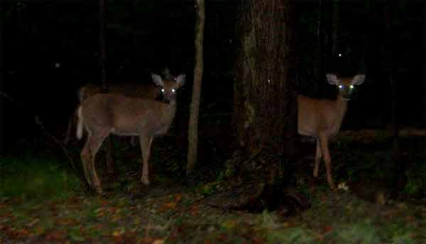 Deers in the dark with shining eyes