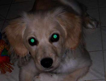 what does it mean when your dogs eyes glow green