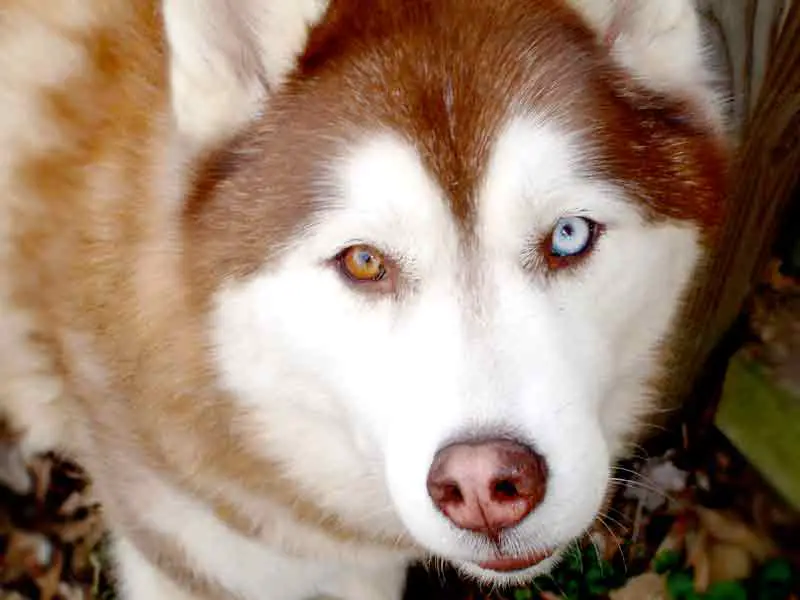 Dog with two different eye colors