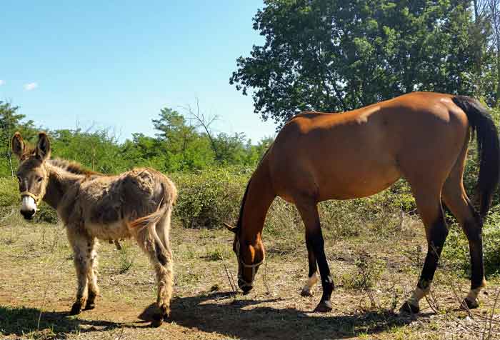 Donkey and horse differences