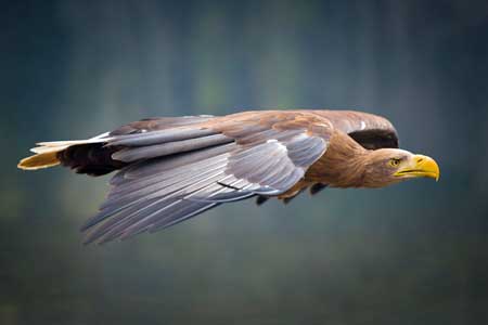 Haast's Eagle (now extinct)