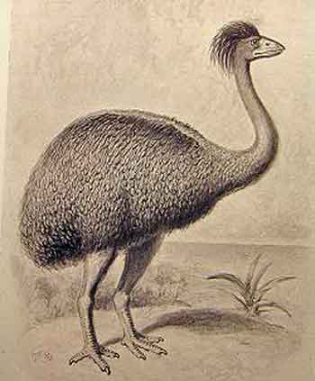 Elephant Birds (now extinct) from Madagascar