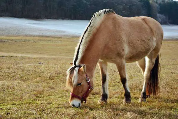 Fjord horse (smaller breed)