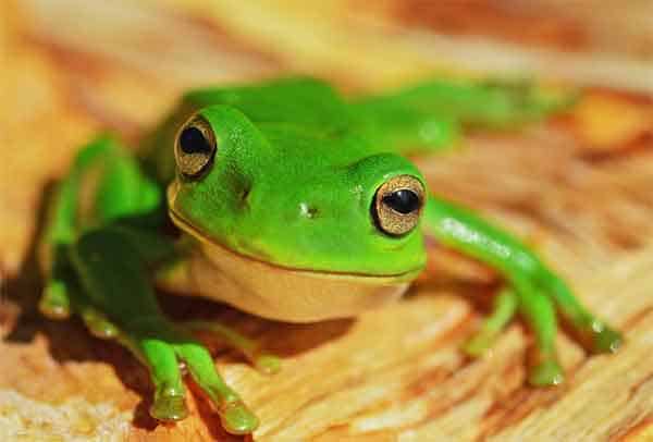 Frog with dark yellow eyes