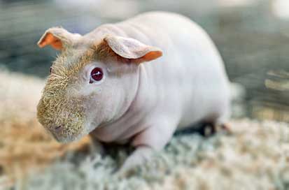 Giant Guinea Pigs (now instinct)