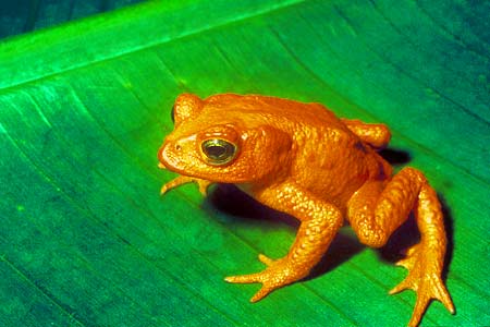 Golden Toad on leaf