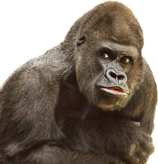 Gorilla with dark iris and white Sclera