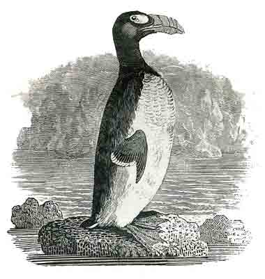 Great Auk Bird