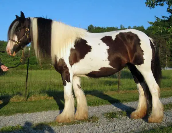 Gypsy horse breed (smaller horses)