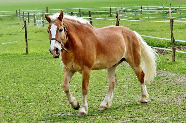 Halflinger horse (smaller breed)