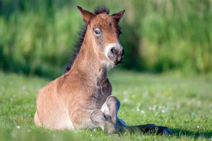 Horse being attacked by a predator