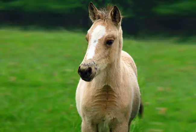 Horse donkey hybrid (Crossover)