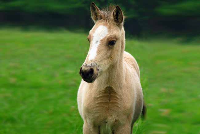 Horse donkey hybrid (Crossover)