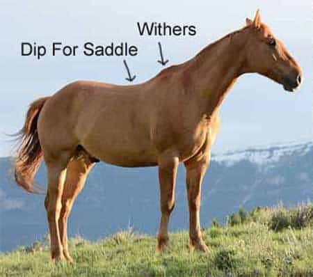 Horse withers explained regarding height